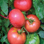 Damsel Tomato