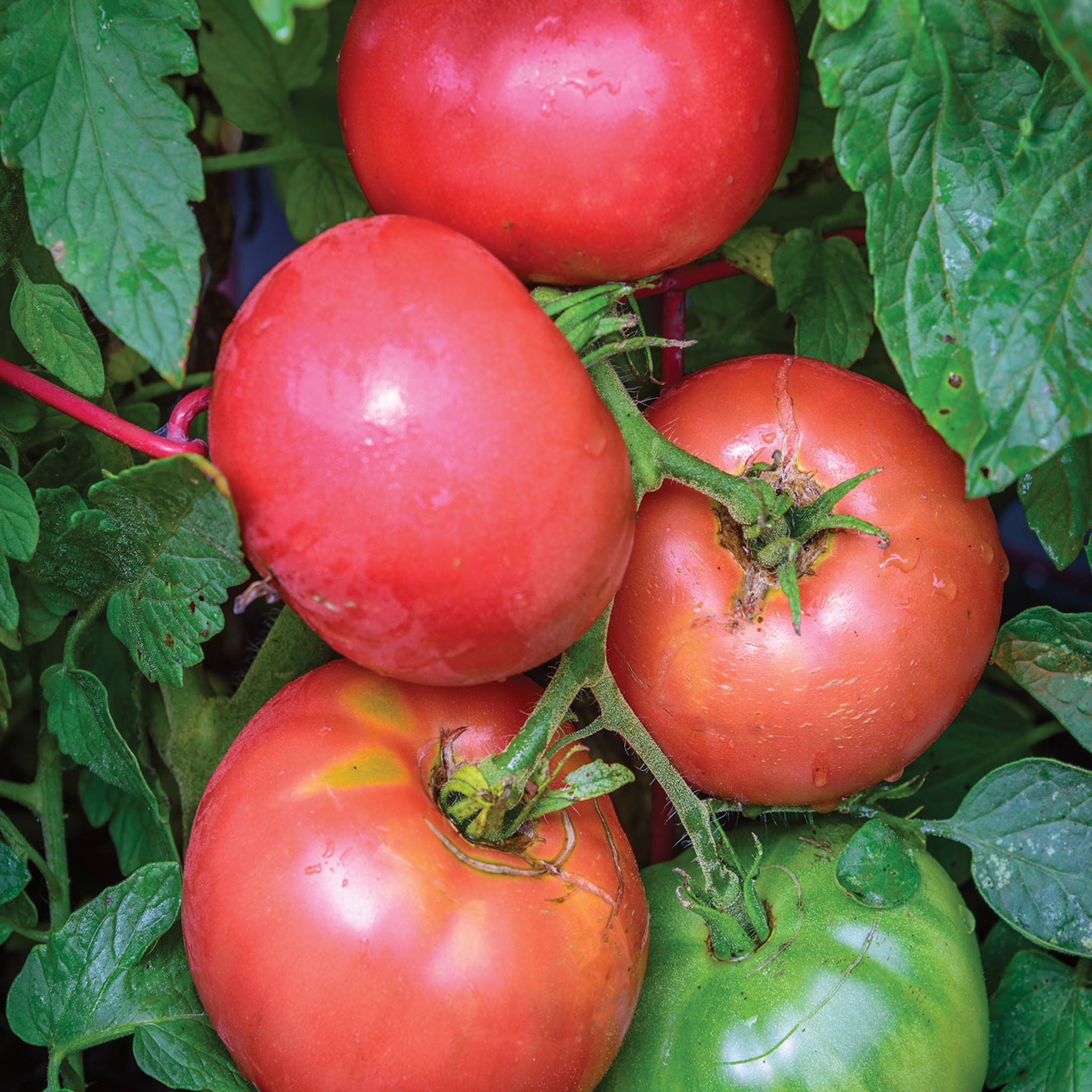 Damsel Tomato
