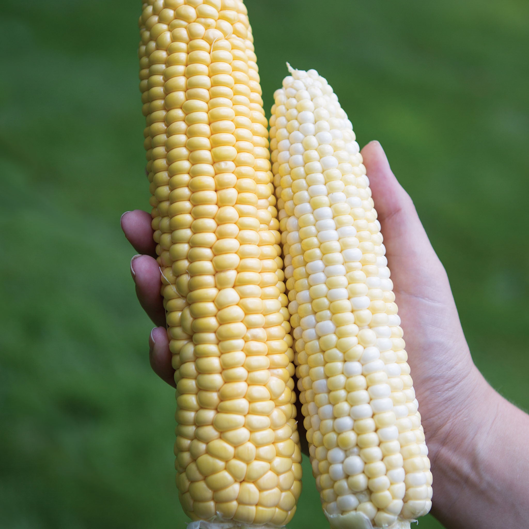 Jaws Corn