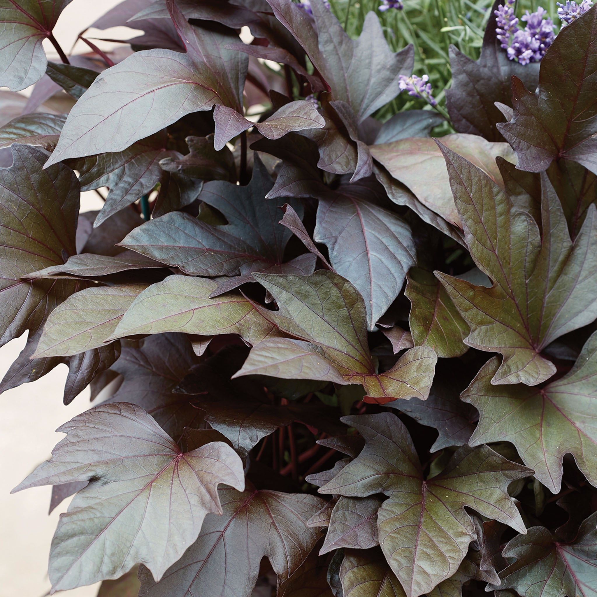 Treasure Island™ Manihi Ipomoea Batatas