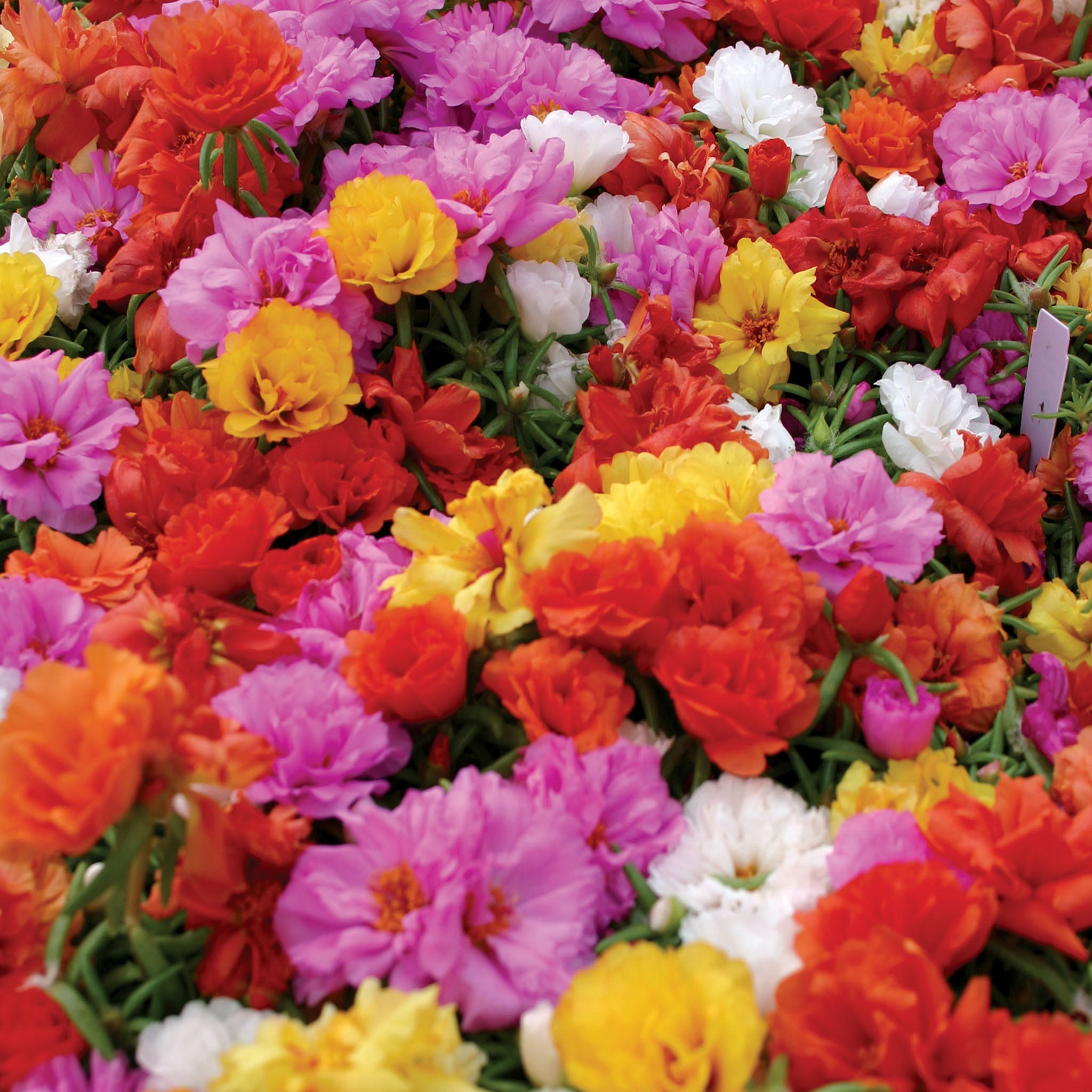 Sundial Mix Portulaca