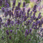 SuperBlue PPAF Lavender