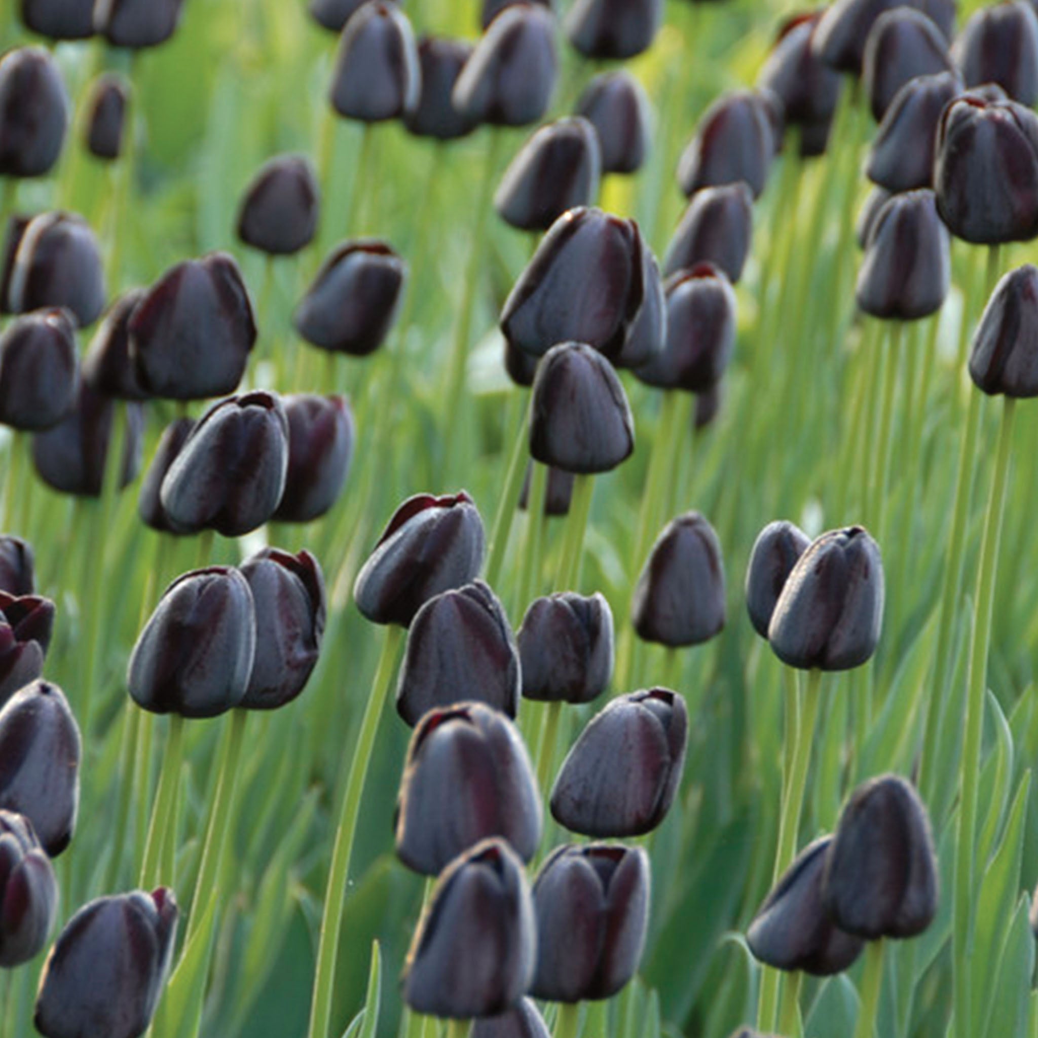 Queen Of Night Tulip Bulbs