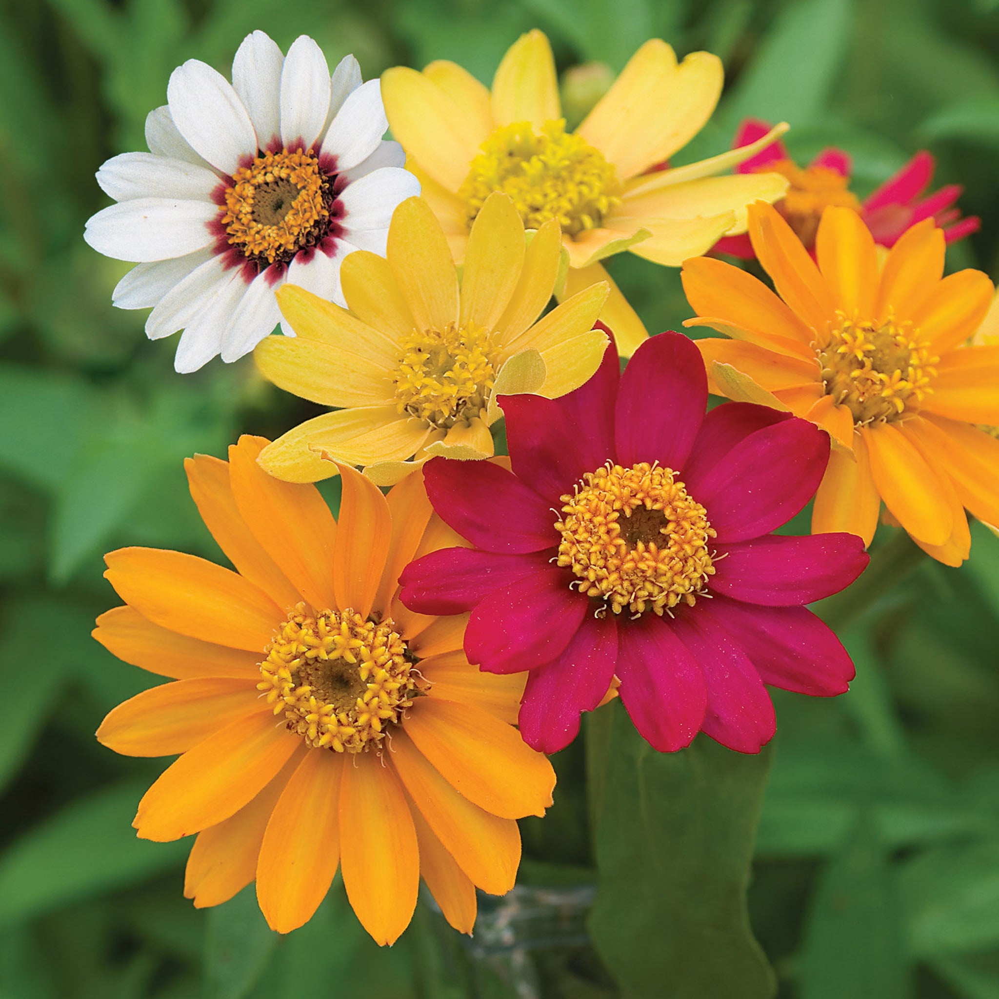 Pinwheel Mix Zinnia