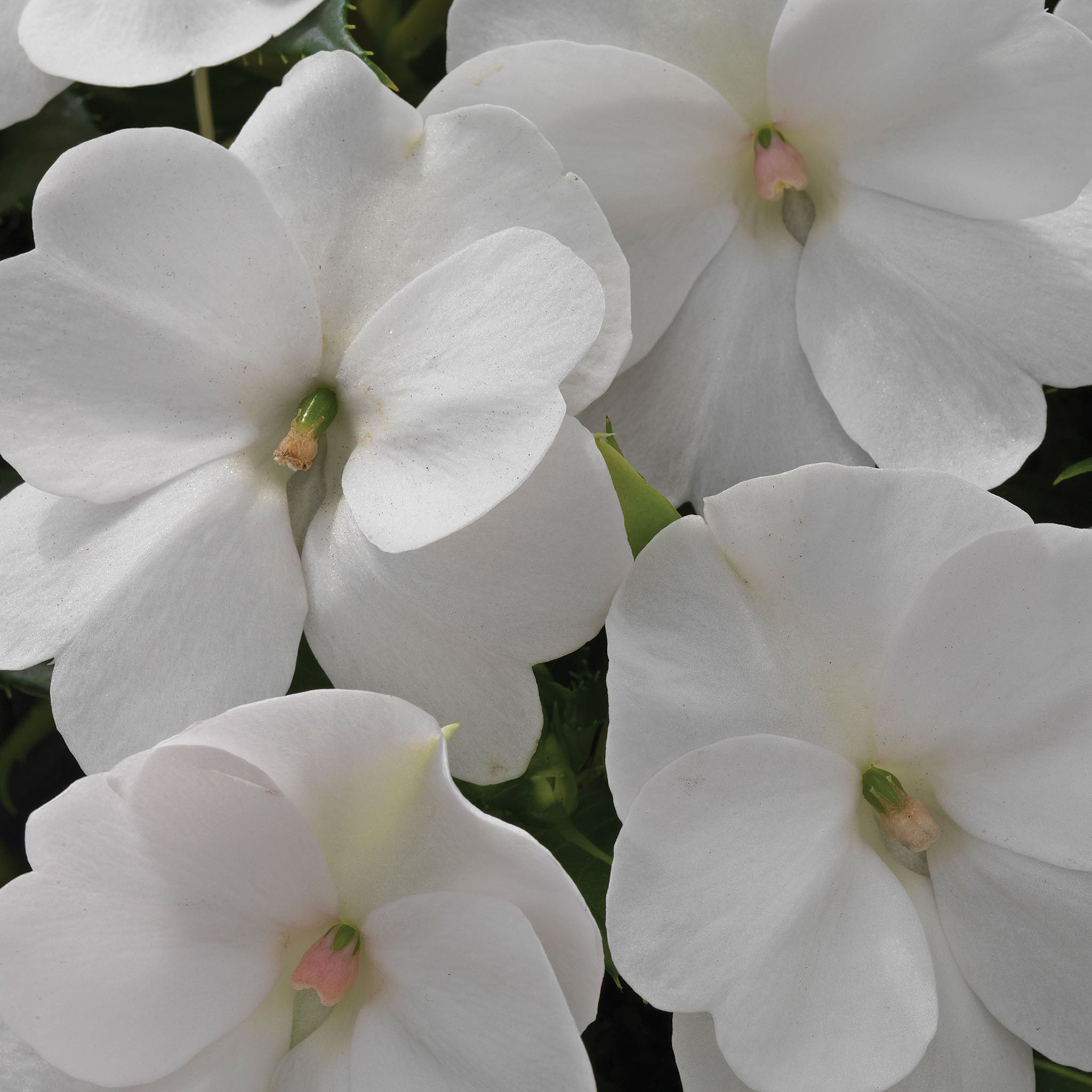 SunPatiens White Impatiens