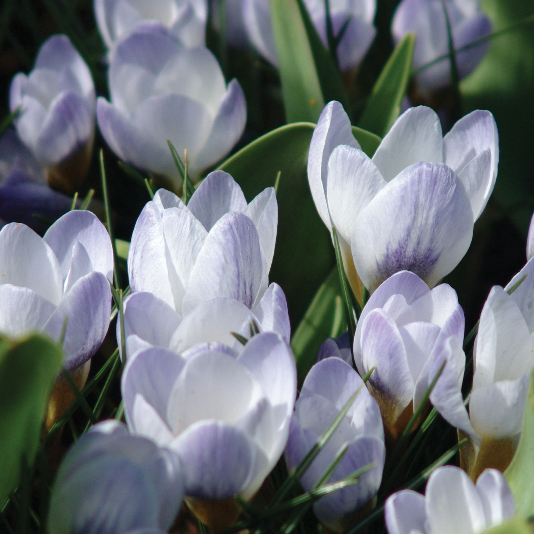 Blue Pearl Crocus Bulbs