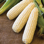 Amaize Corn