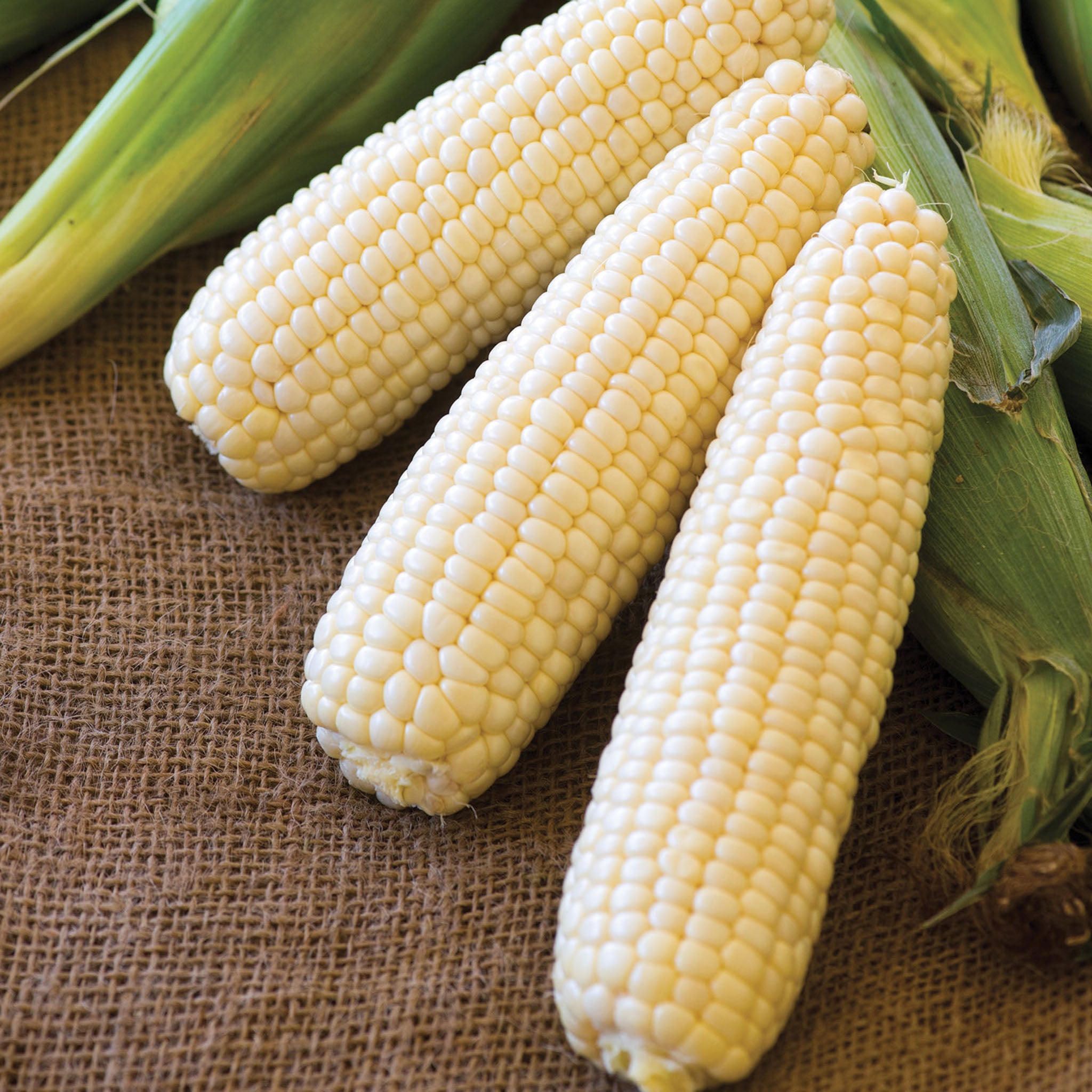 Amaize Corn