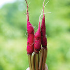 Salad Rose Radish