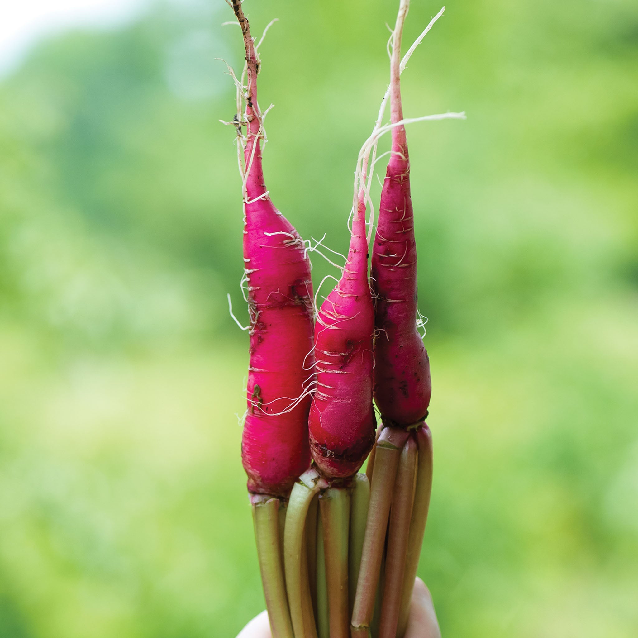 Salad Rose Radish