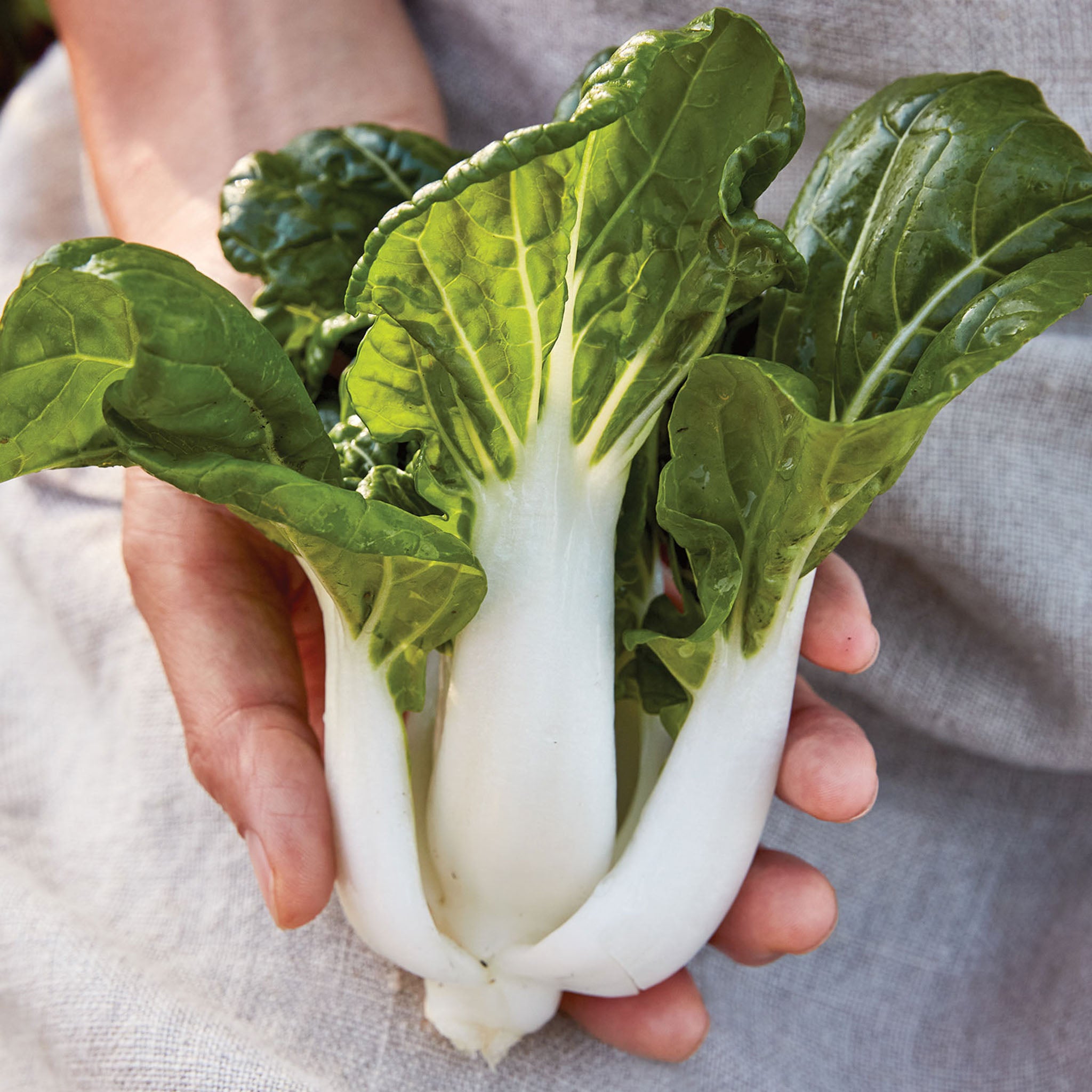 Toy Choi Pak Choi Chinese Cabbage