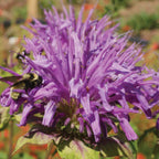 Monarda Fistulosa