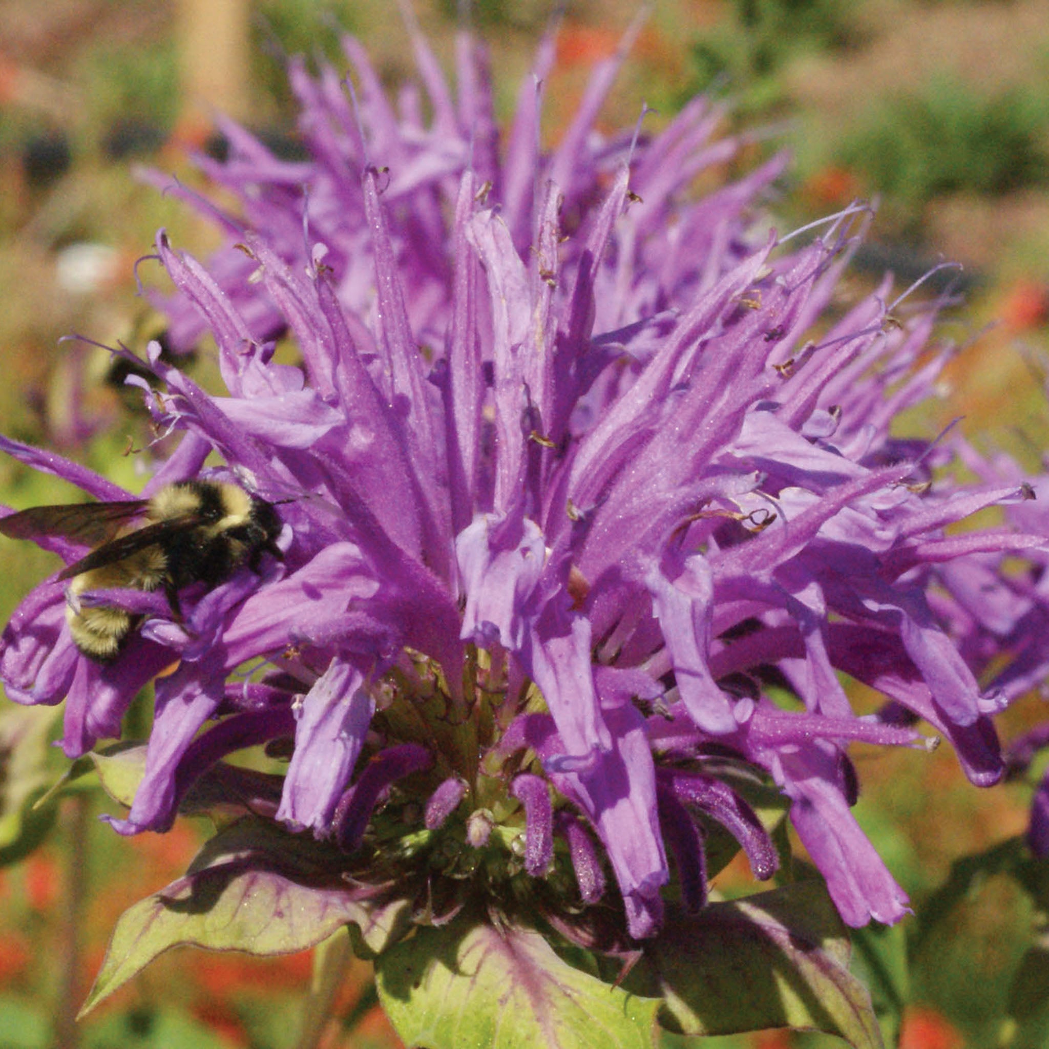 Monarda Fistulosa