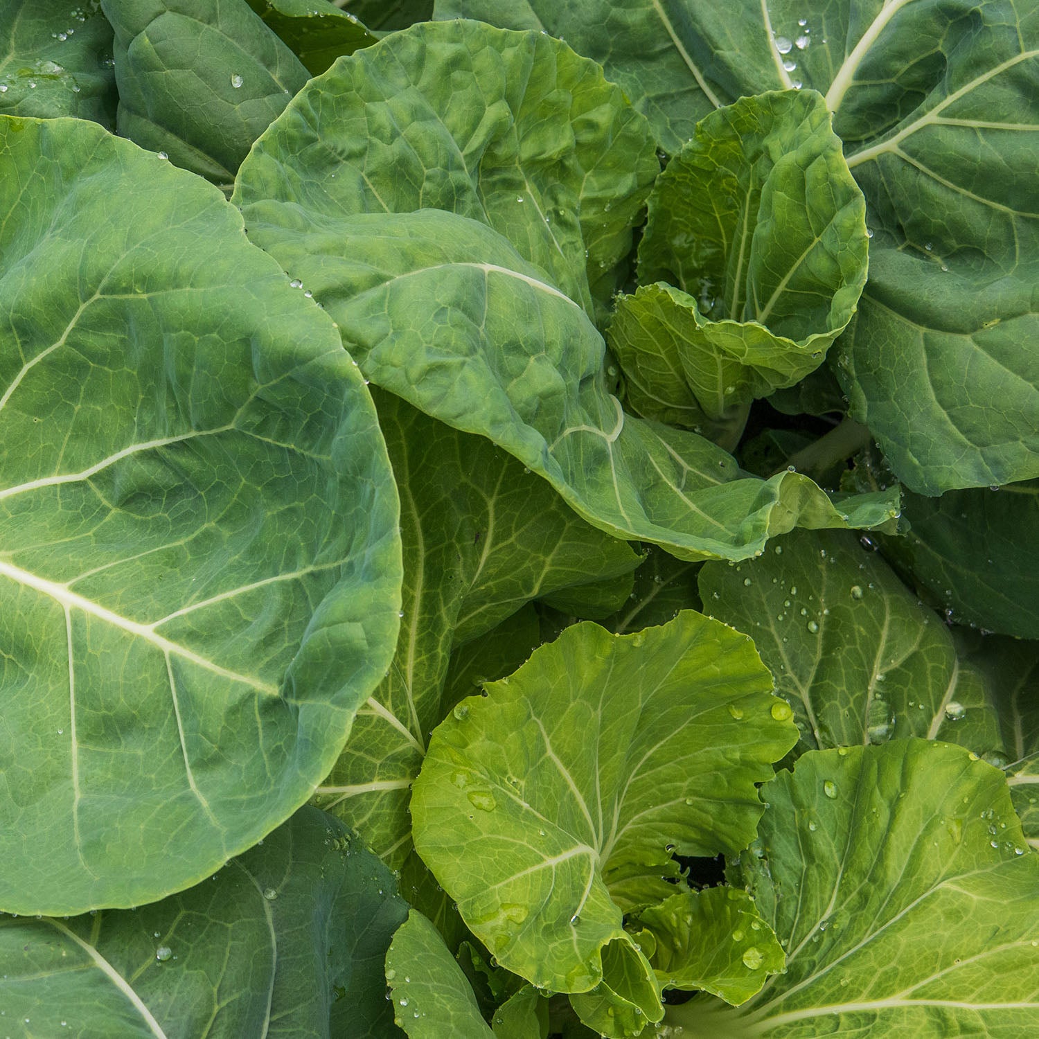 Portuguese Kale