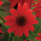 Sombrero Salsa Red Echinacea