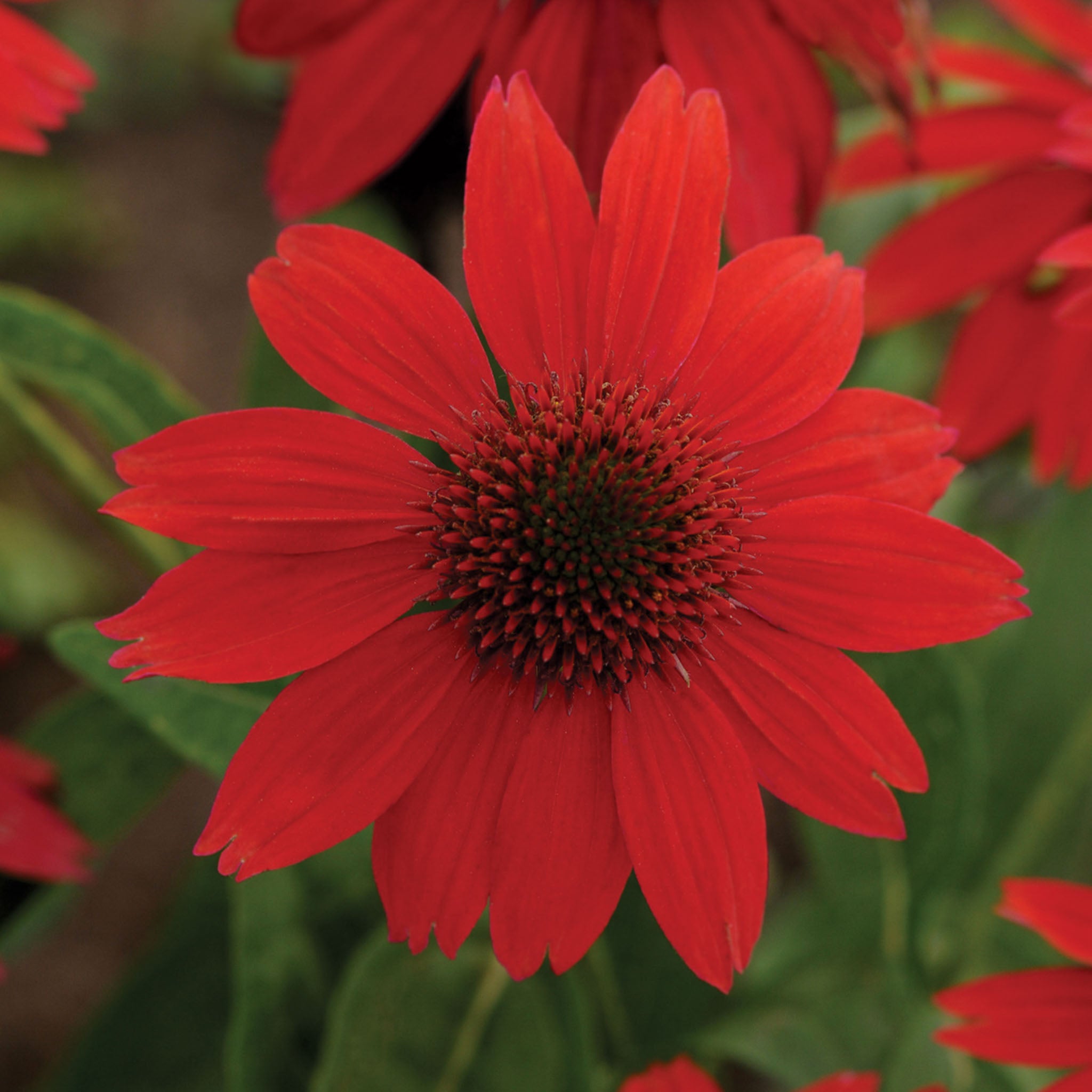 Sombrero Salsa Red Echinacea