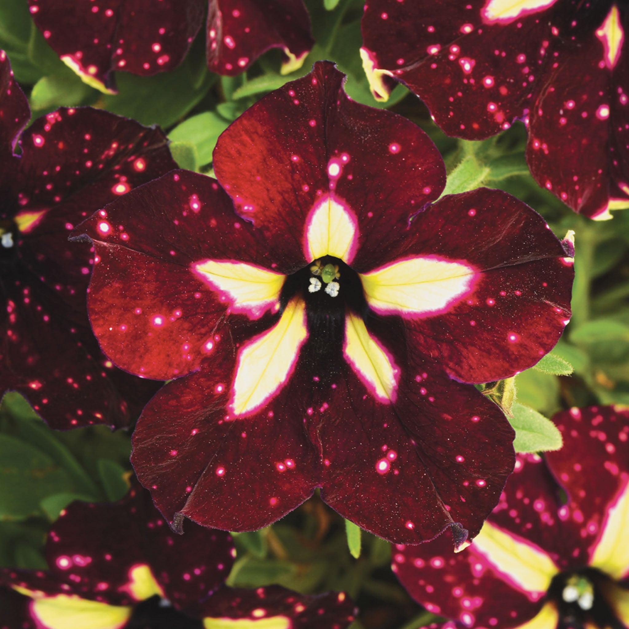 Starry Sky Burgundy Petunia
