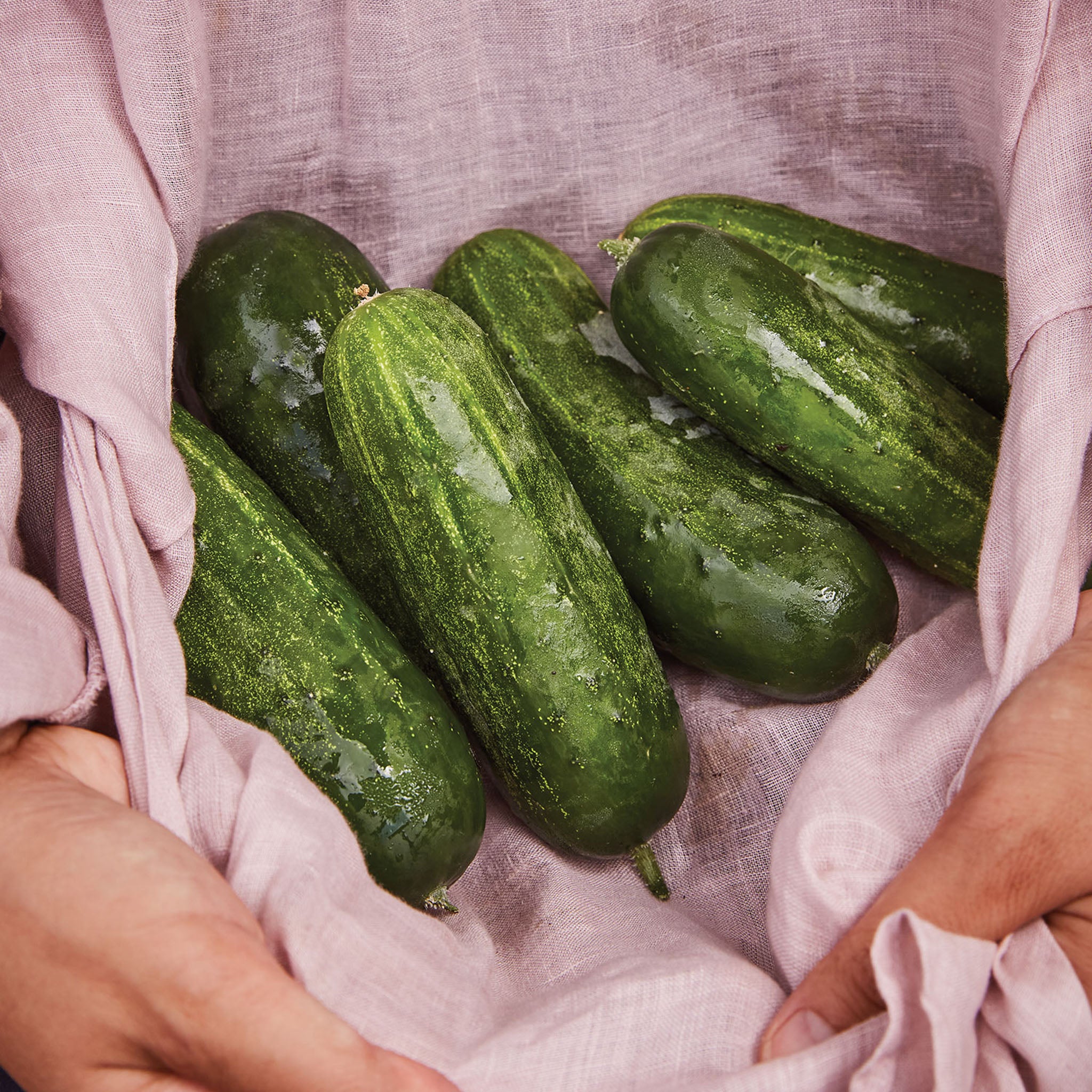 Supremo Cucumber