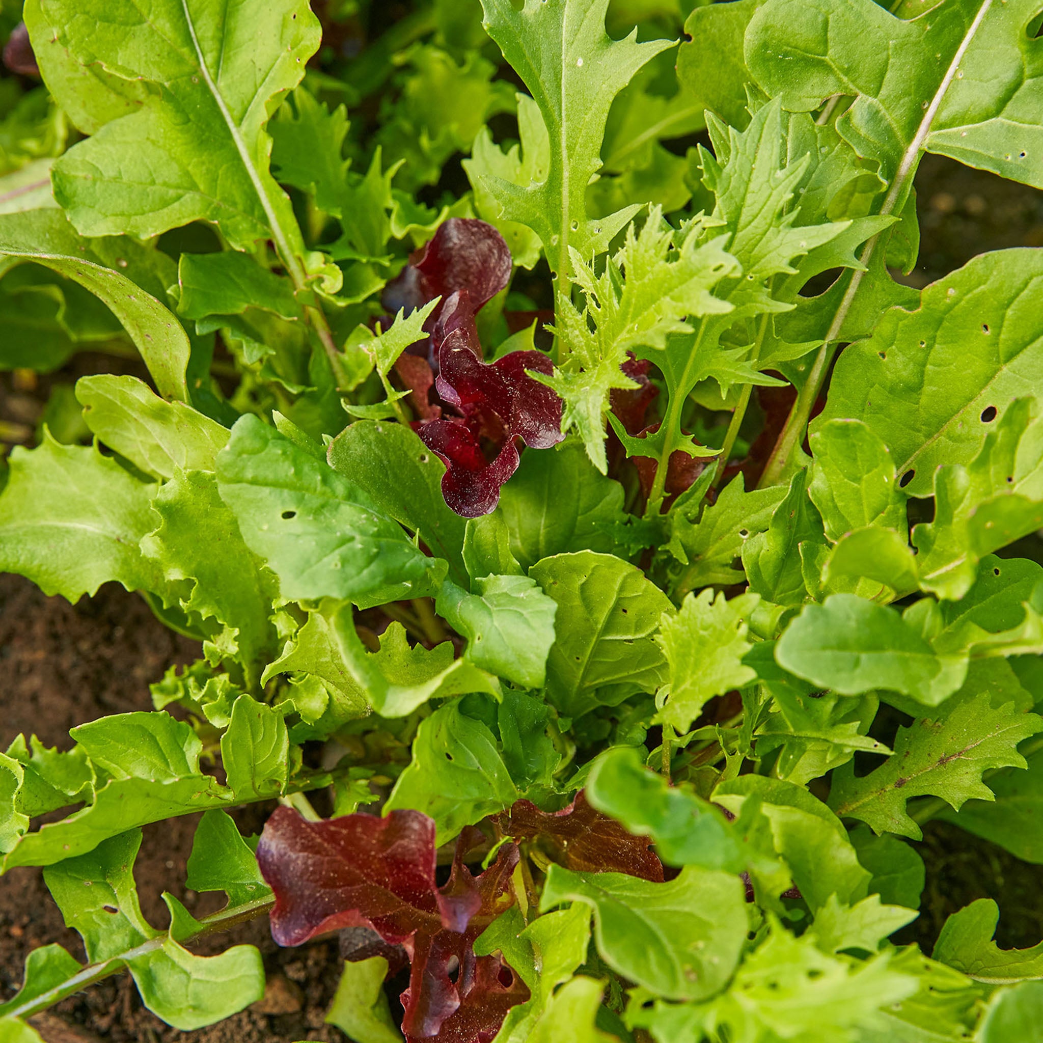 Spicy Mix Mesclun