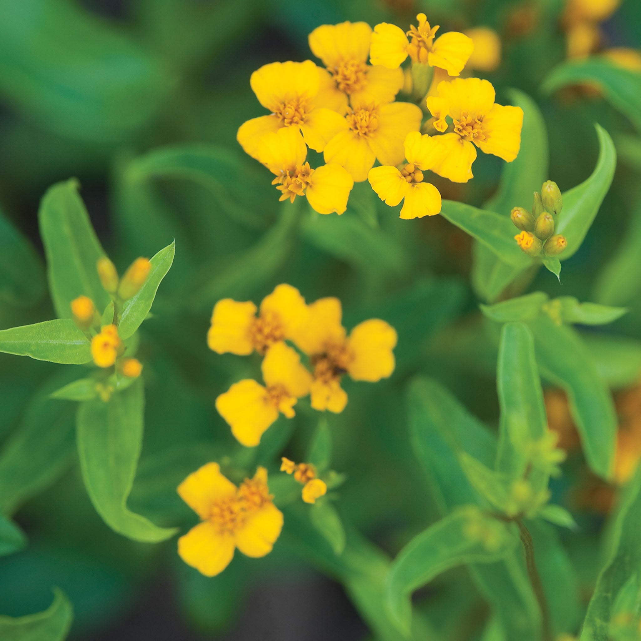 Licorice Sweet Marigold