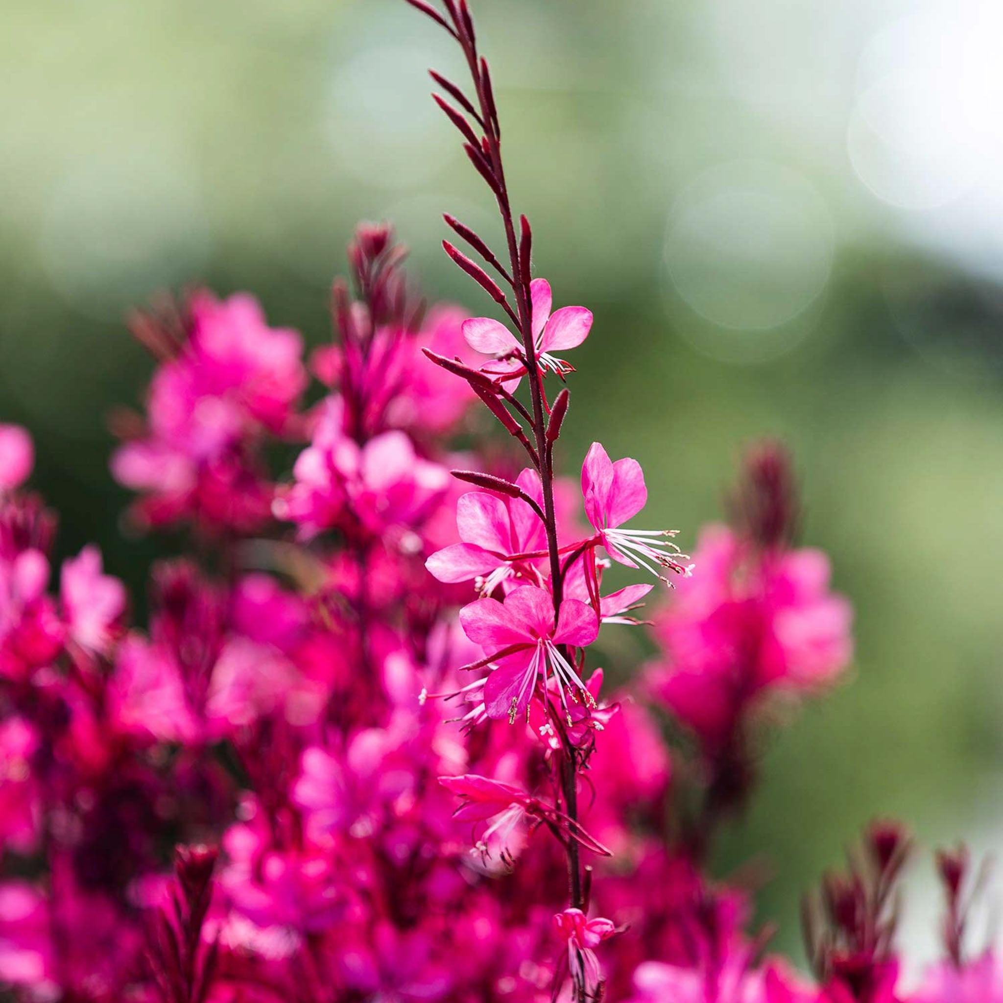 Gambit Gaura