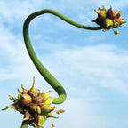 Egyptian Walking Onion