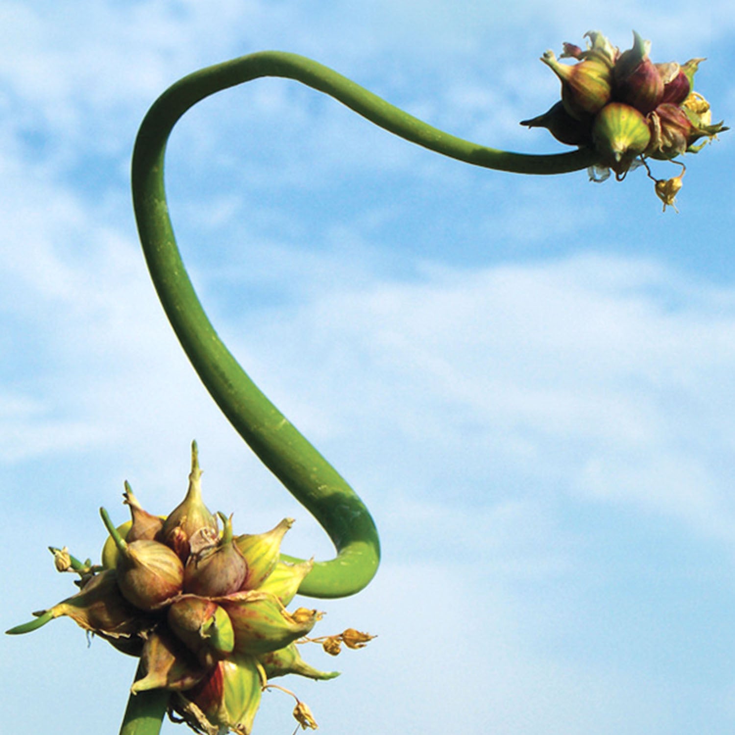 Egyptian Walking Onion