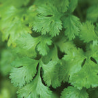 Cilantro (Coriander)