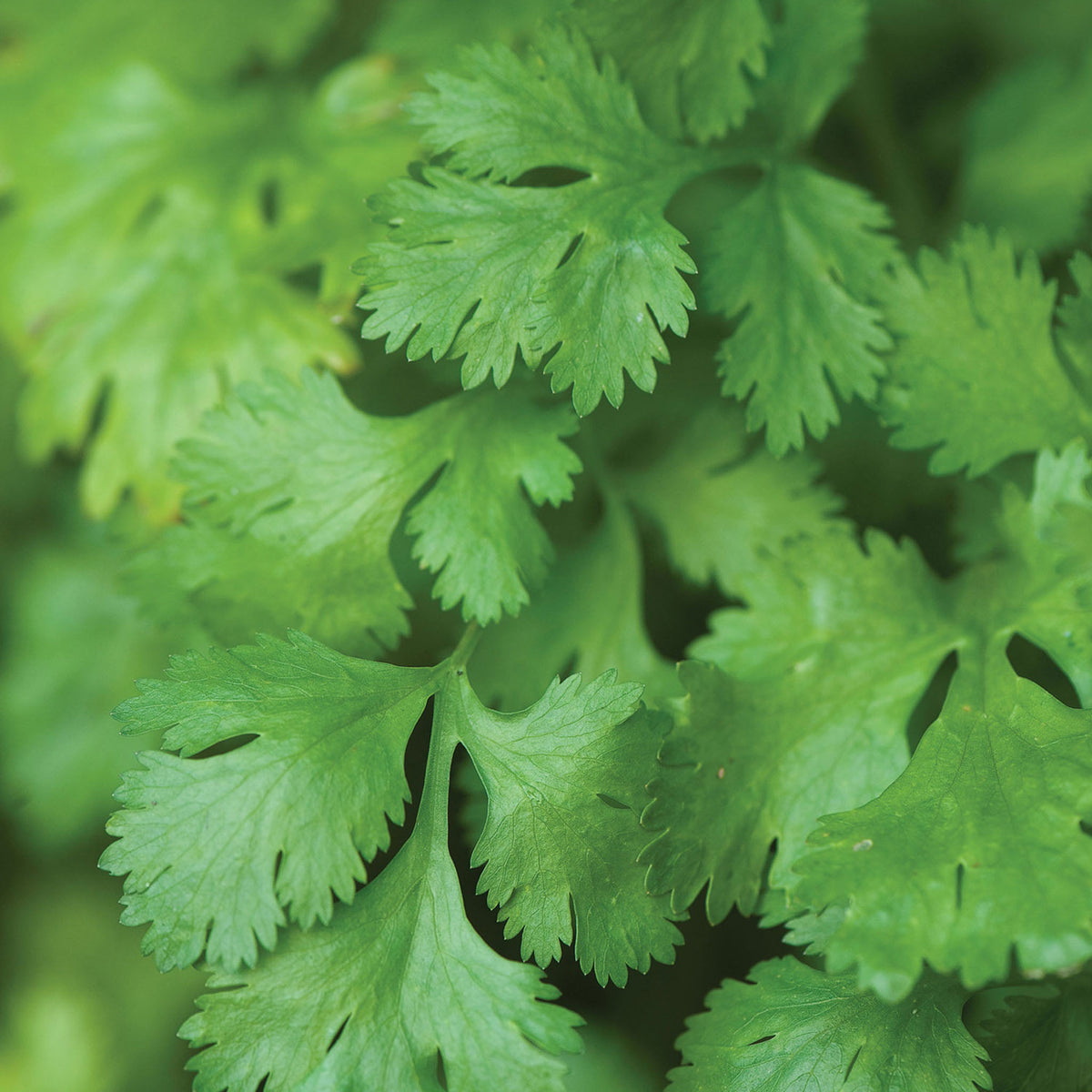 Cilantro (Coriander)