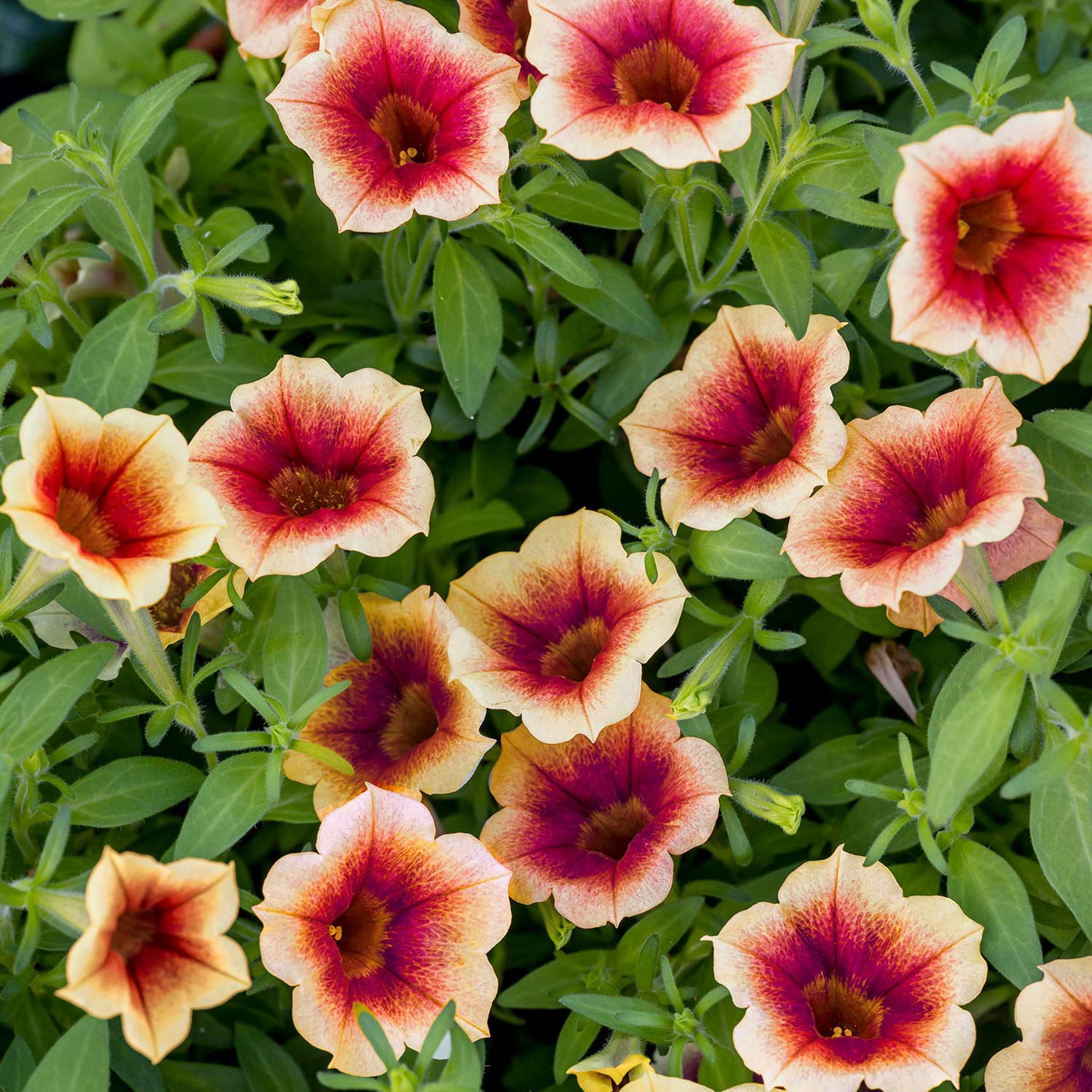 Fun House Peach Melba Petunia
