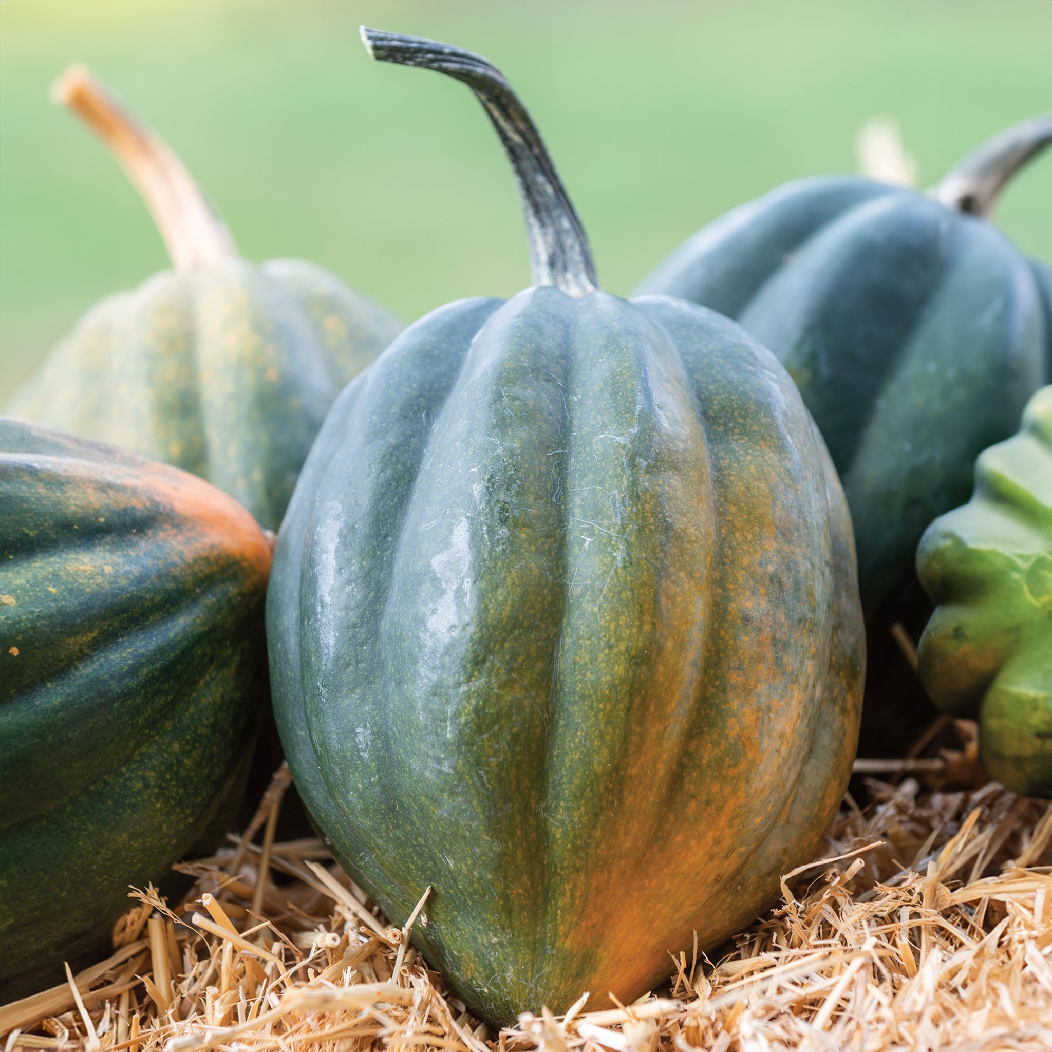 Early Acorn Winter Squash