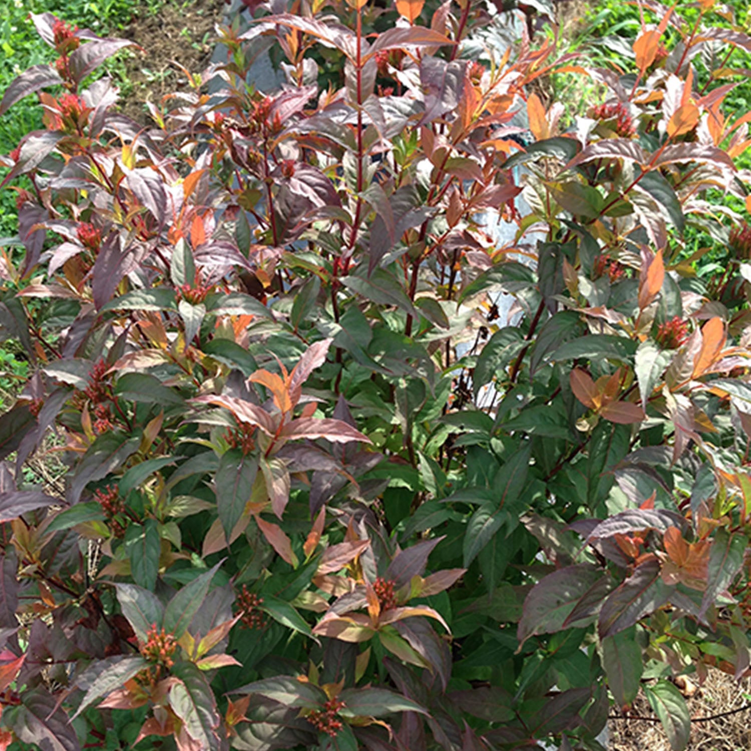 Kodiak® Red Diervilla