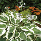 Minuteman Hosta Bare Roots