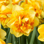 Sun Catchers Daffodil Bulbs