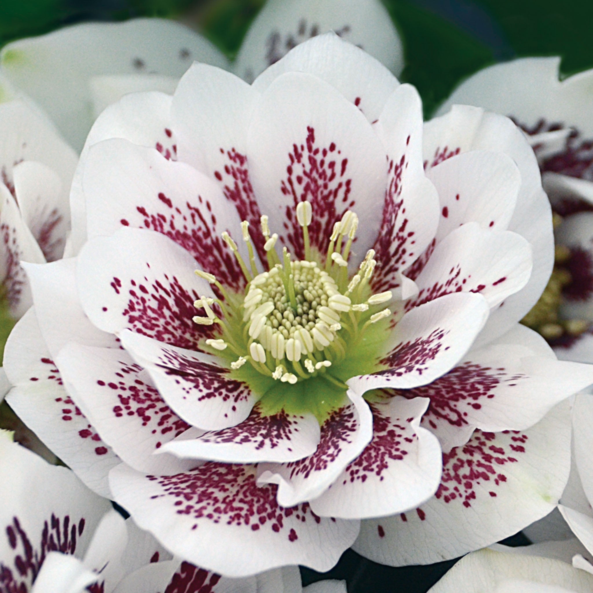 Wedding Party Confetti Cake Hellebore