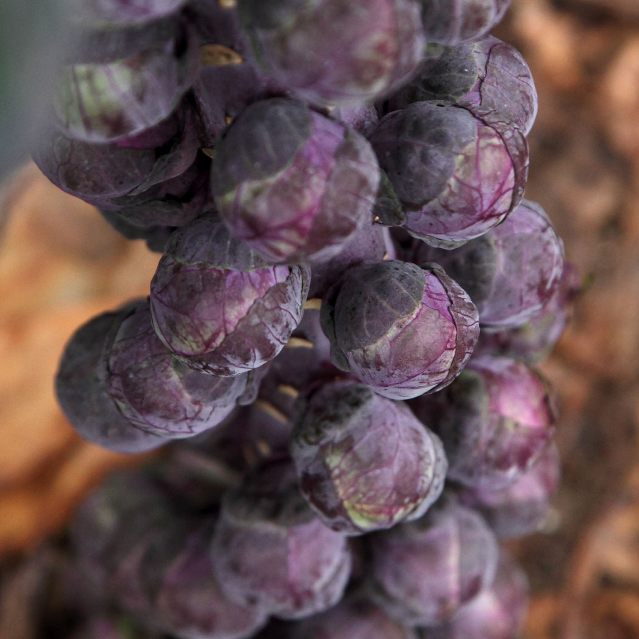 Redarling Brussels Sprouts