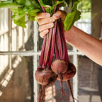 Burpee's Red Ball Beet