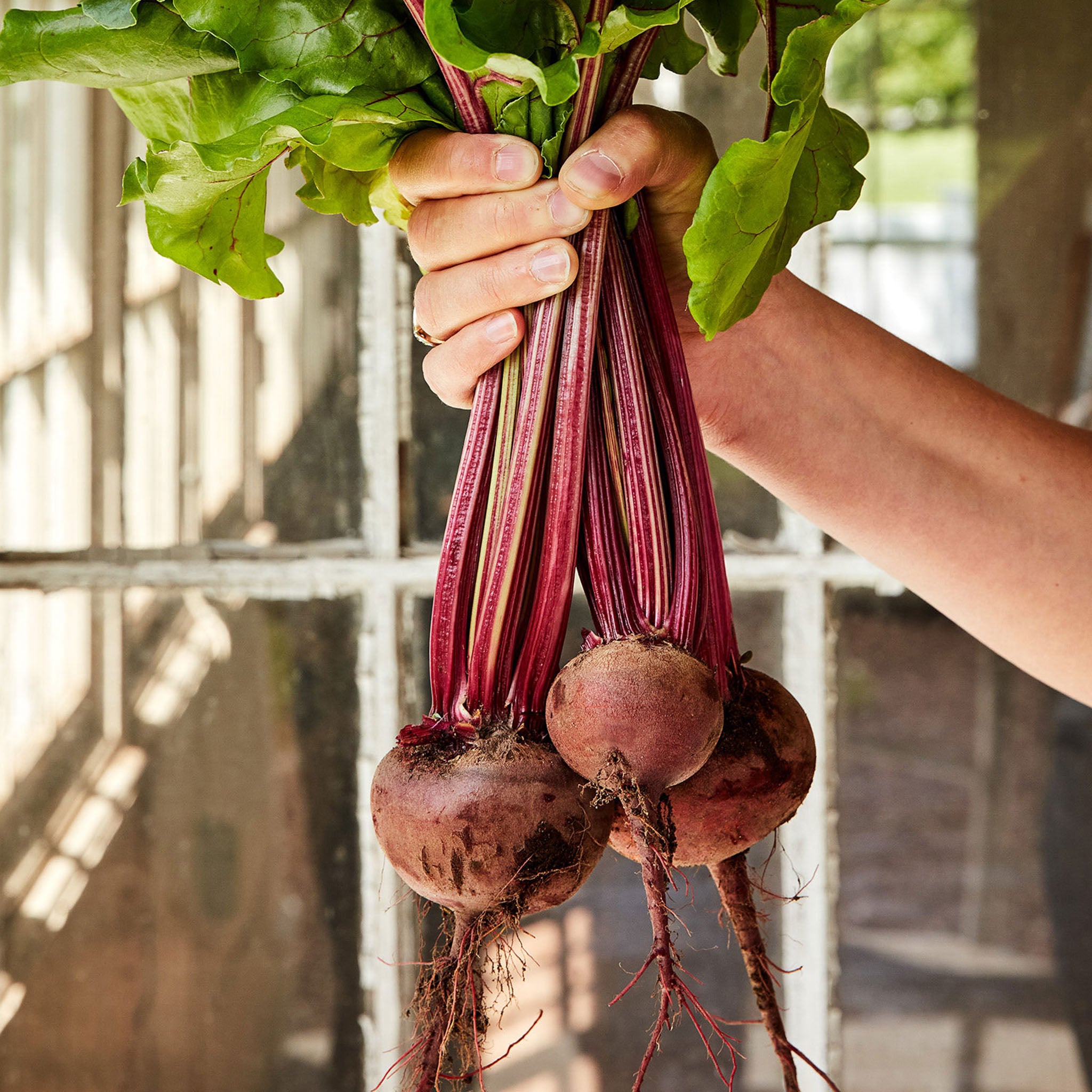 Burpee's Red Ball Beet