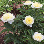 Honey Gold Peony Bare Root