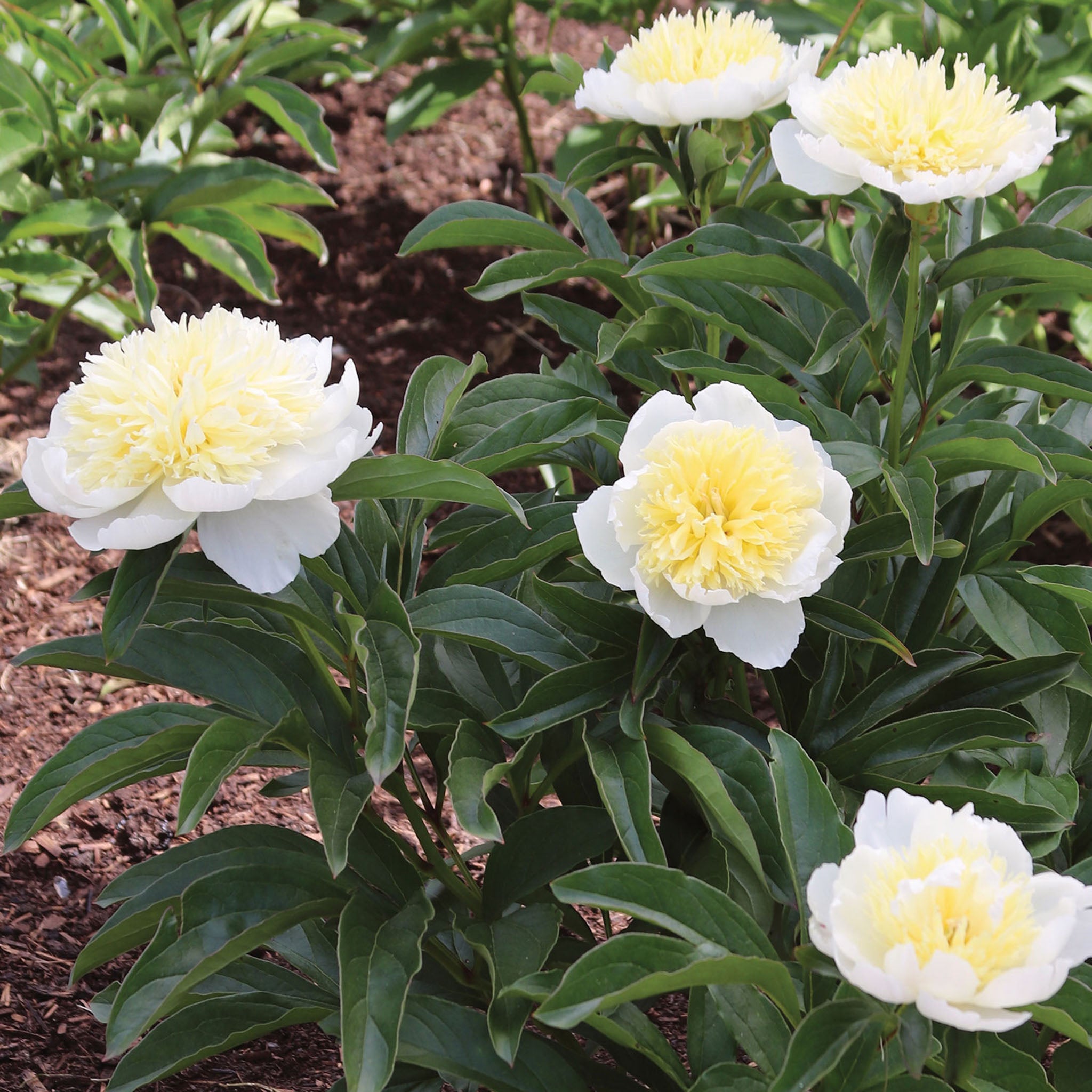 Honey Gold Peony Bare Root