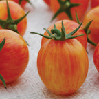 Sunrise Bumble Bee Tomato