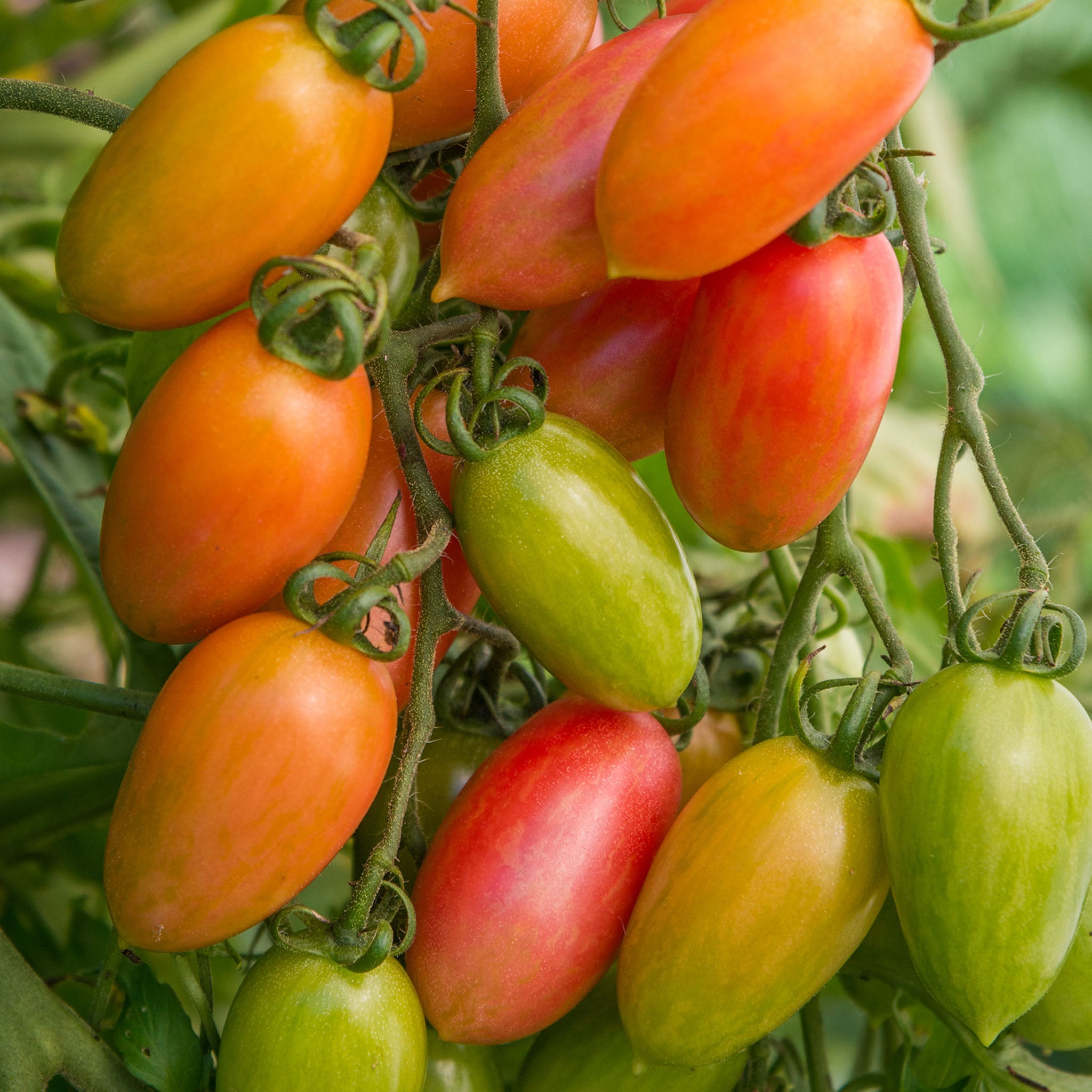 Maglia Rosa Tomato