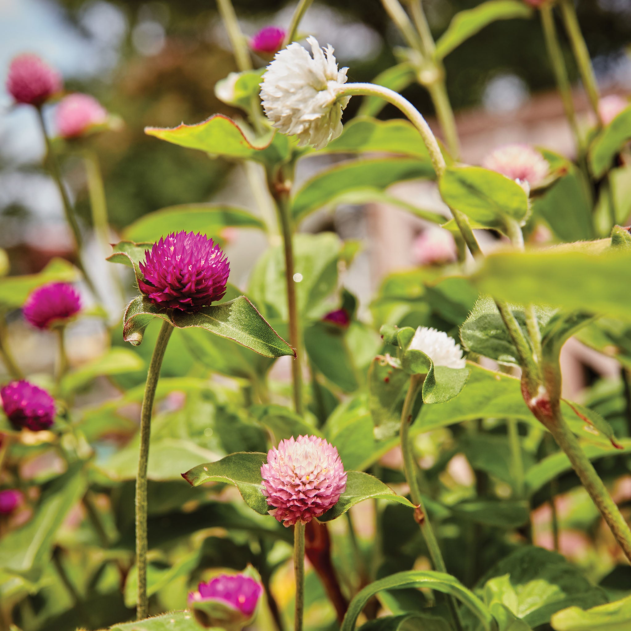 QIS Mix Gomphrena