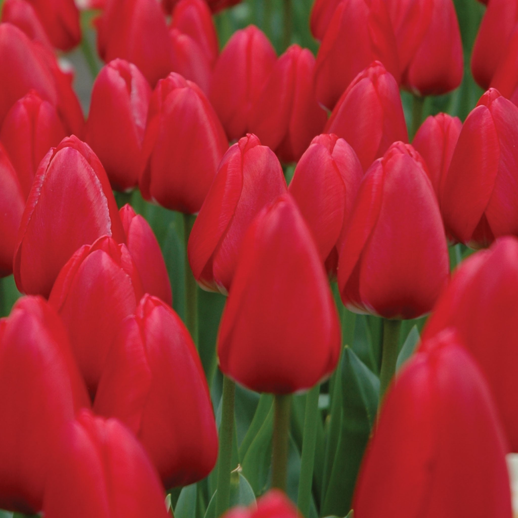Cherry Delight Tulip Bulbs