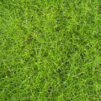 Irish Moss Sagina