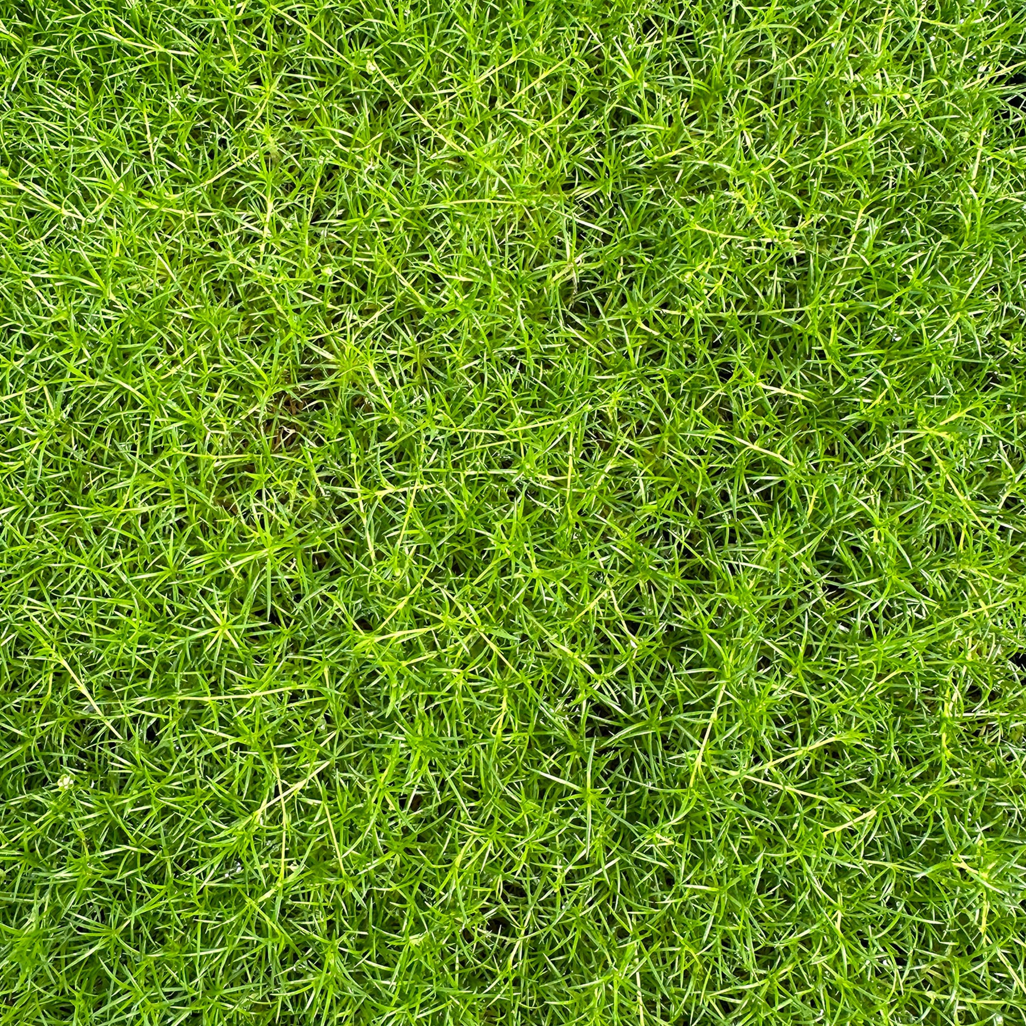 Irish Moss Sagina