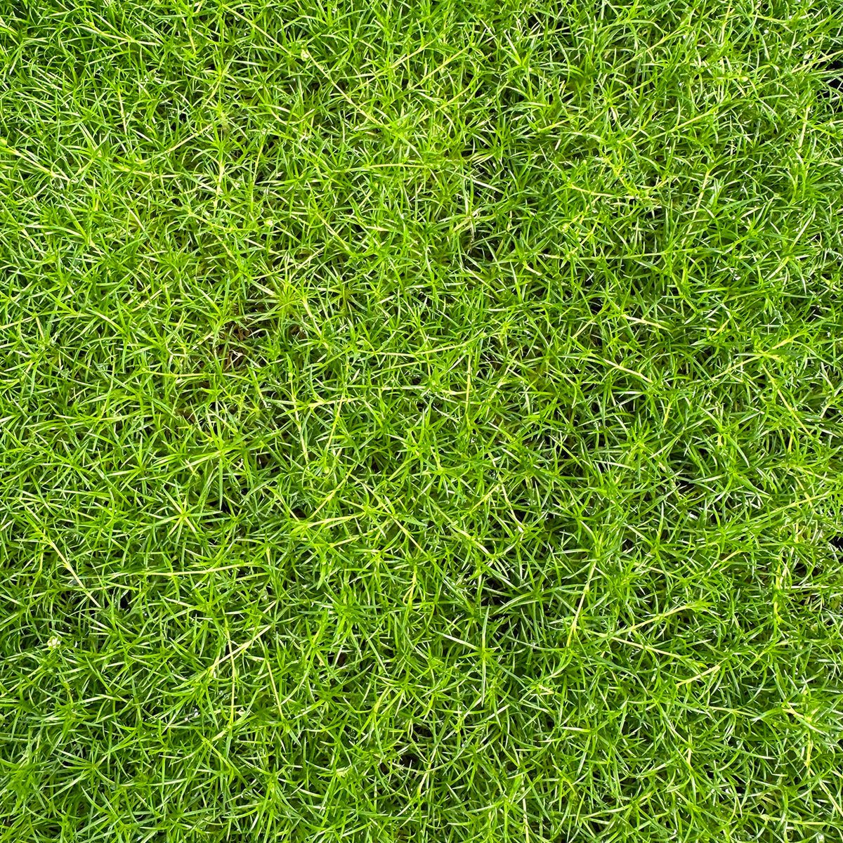 Irish Moss Sagina