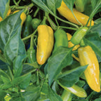 Lemon Dream Sweet Pepper