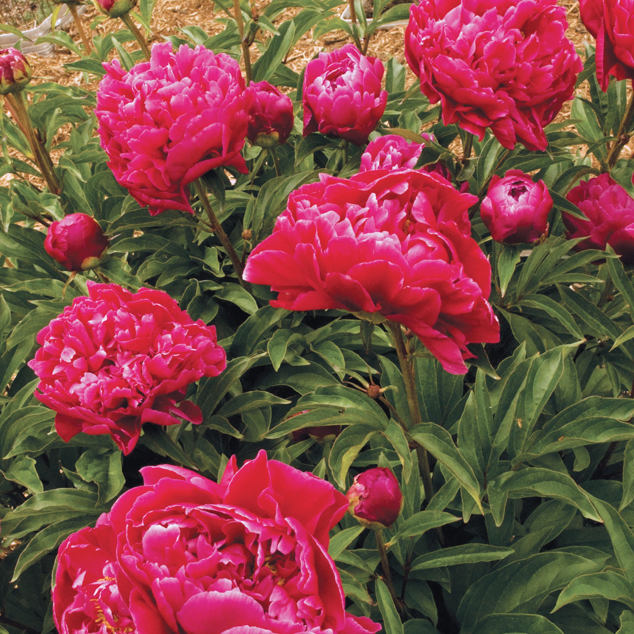 Karl Rosenfield Peony Bare Root