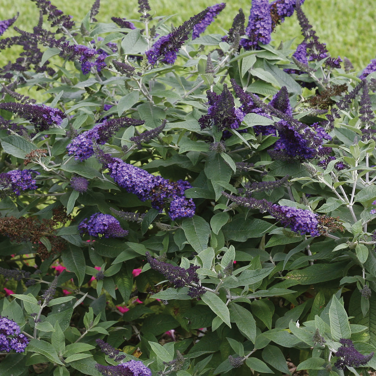 Pugster Blue Buddleia